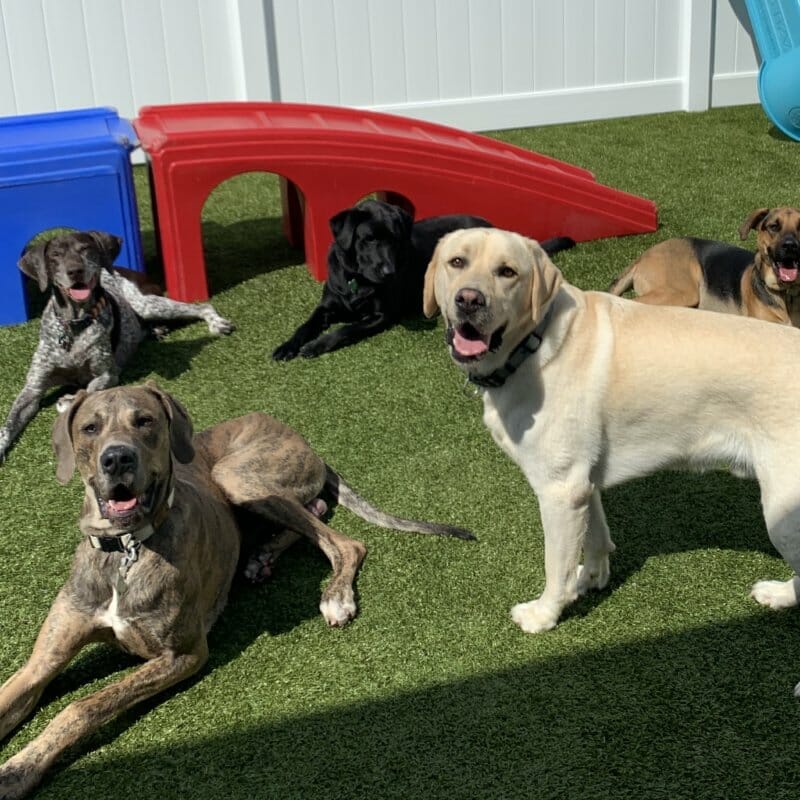Group of large dogs lounging and playing on artificial turf in a sunny, fenced outdoor play area with red and blue plastic play equipment.