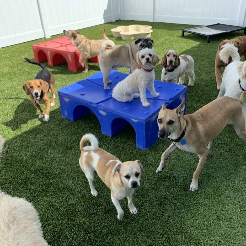 Group of dogs playing on artificial turf in a fenced outdoor area, with several dogs climbing play structures and others mingling energetically in the sunshine.