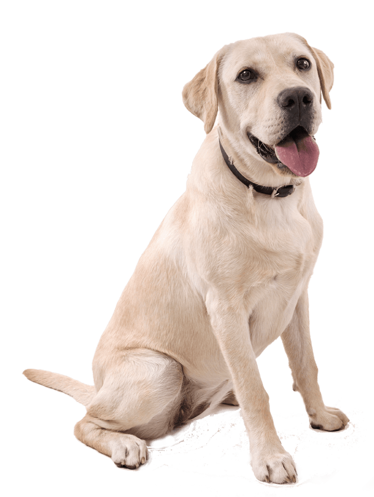 yellow lab sitting down with tongue out.