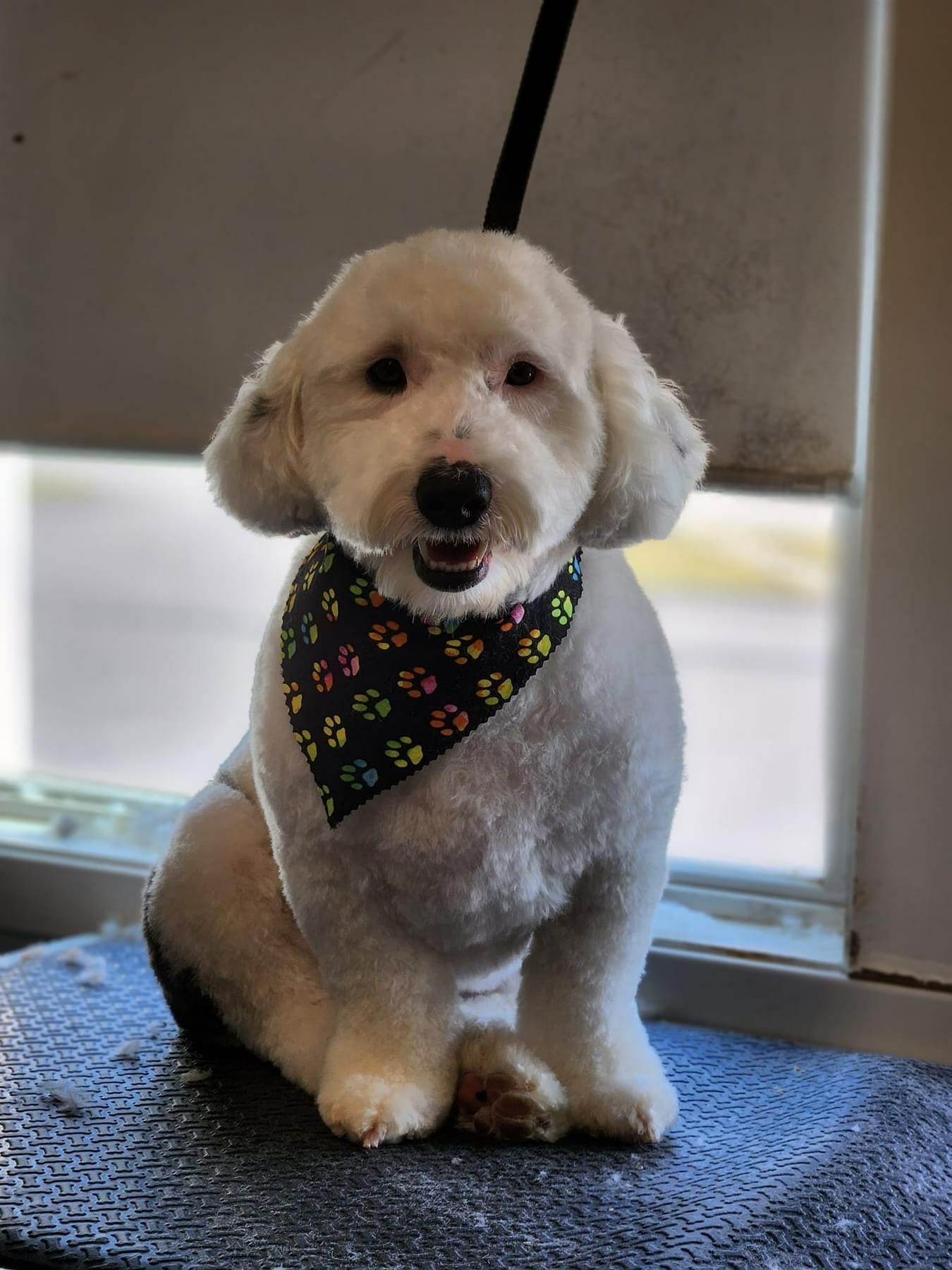 Dog Spa Cape Cod Dog Center Dog Boarding, Daycare & Grooming Cape Cod