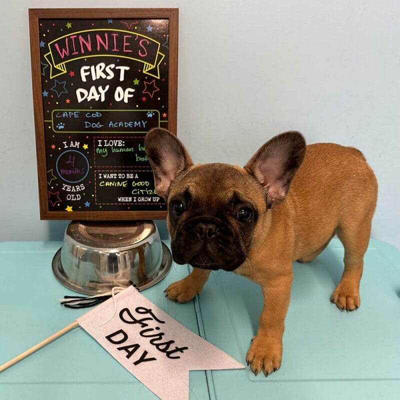 Fawn French Bulldog puppy standing on a turquoise surface beside a metal bowl, with a &ldquo;First Day&rdquo; flag and a colorful chalkboard sign that reads &ldquo;Winnie&rsquo;s First Day of Cape Cod Dog Academy.&rdquo;