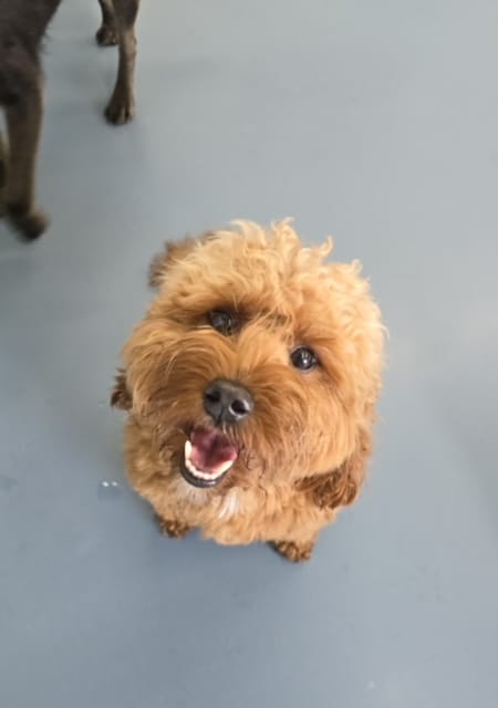 Small curly-haired brown dog looking up with a happy, open-mouthed expression while sitting on a gray floor.