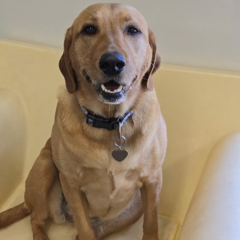 Smiling golden-brown Labrador Retriever sitting upright on a soft yellow play structure, looking directly at the camera with a heart-shaped ID tag on its collar.