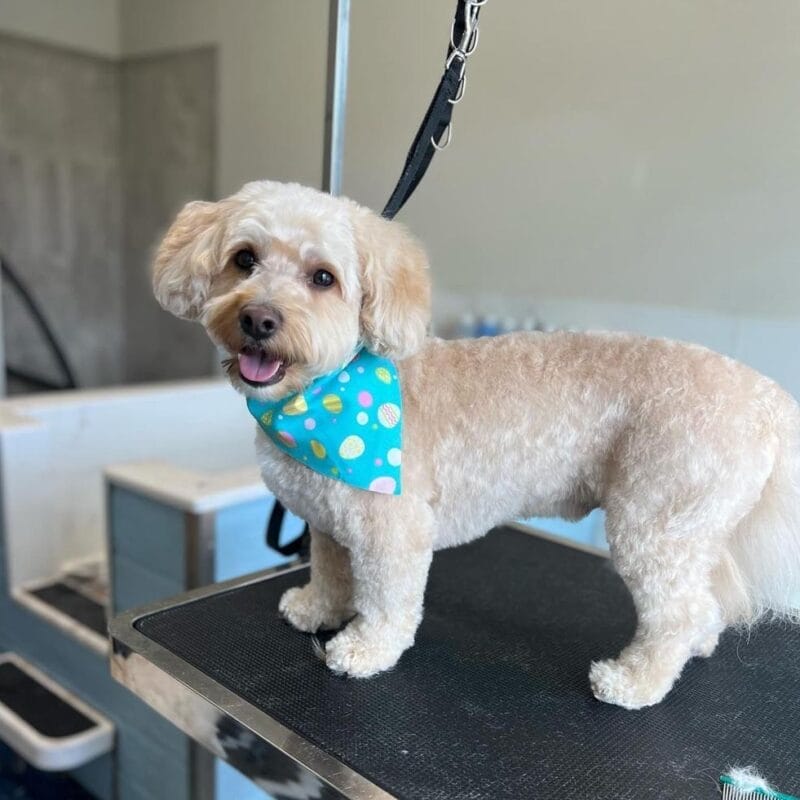 A cream-colored poodle mix standing on a grooming table, freshly trimmed and wearing a bright blue bandana with colorful circular patterns, looking at the camera with its tongue slightly out.