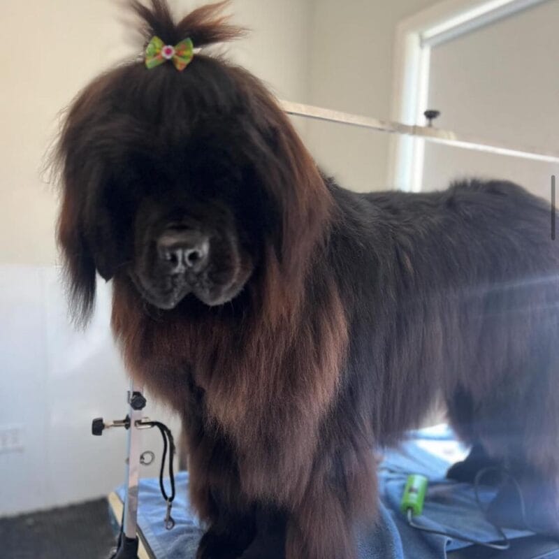 A large, long-haired black dog with brown highlights standing on a grooming table, wearing a green bow on top of its head with its hair tied up into a tuft.
