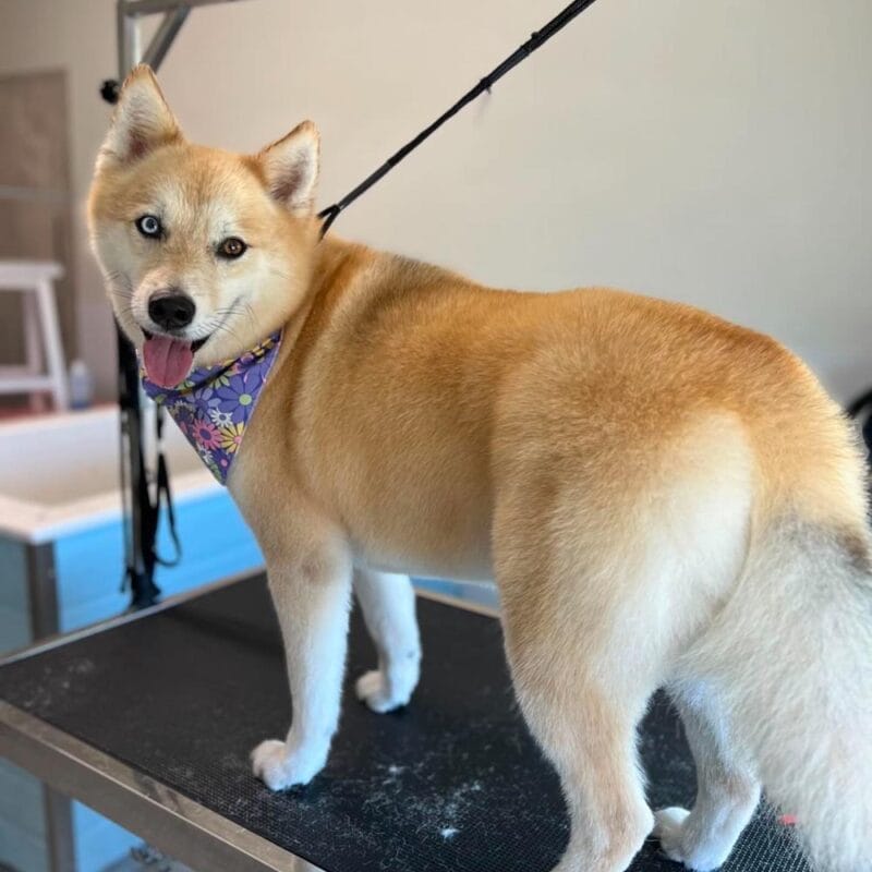A fluffy tan and white dog with heterochromatic eyes wearing a purple floral bandana, standing on a grooming table and looking back toward the camera with its tongue out.