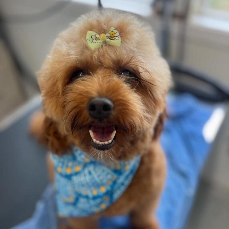A small, freshly groomed brown dog with a fluffy coat, wearing a blue patterned bandana and a decorative yellow bow on its head, standing on a grooming table and looking up while smiling.