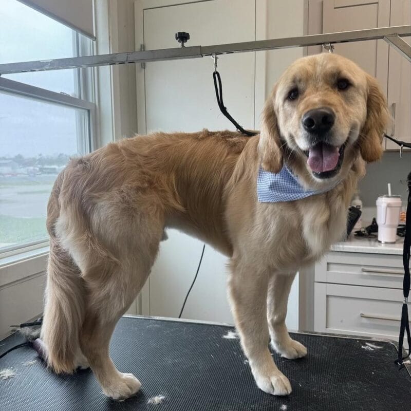 A golden retriever standing on a grooming table wearing a light blue checkered bandana, freshly groomed with trimmed fur and a happy expression.