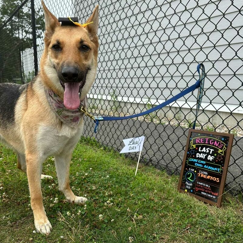 German shepherd wearing a graduation cap and floral bandana, standing on grass next to a chalkboard sign that reads &ldquo;Reign&rsquo;s Last Day of Cape Cod Dog Academy,&rdquo; with a black chain-link fence and white building in the background.