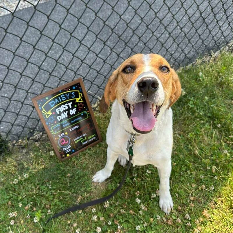 Brown and white dog sitting in front of a chalkboard sign that reads &ldquo;Daisy&rsquo;s First Day of Dog Academy,&rdquo; with a black leash on grass next to a chain-link fence.