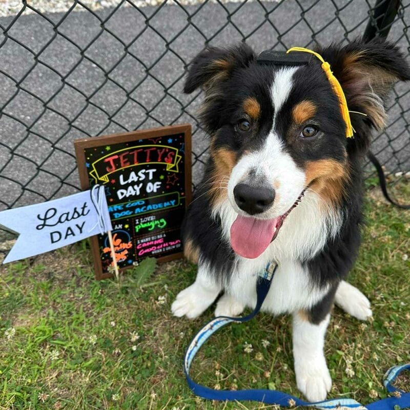 Australian Shepherd wearing a tiny graduation cap and sitting in front of a decorated chalkboard sign that reads &ldquo;Jetty&rsquo;s Last Day of Dog Academy,&rdquo; with a &ldquo;Last Day&rdquo; flag propped beside the board.