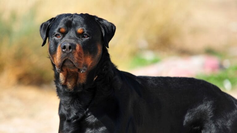A Rottweiler standing outdoors on a sunny day, looking alert with ears perked and a calm expression, against a blurred background of dry grass and plants.