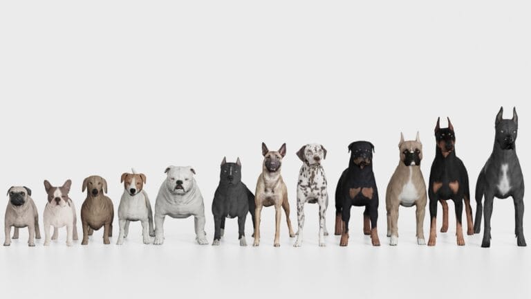 A lineup of thirteen different dog breeds of varying sizes and colors, all facing forward against a plain white background.