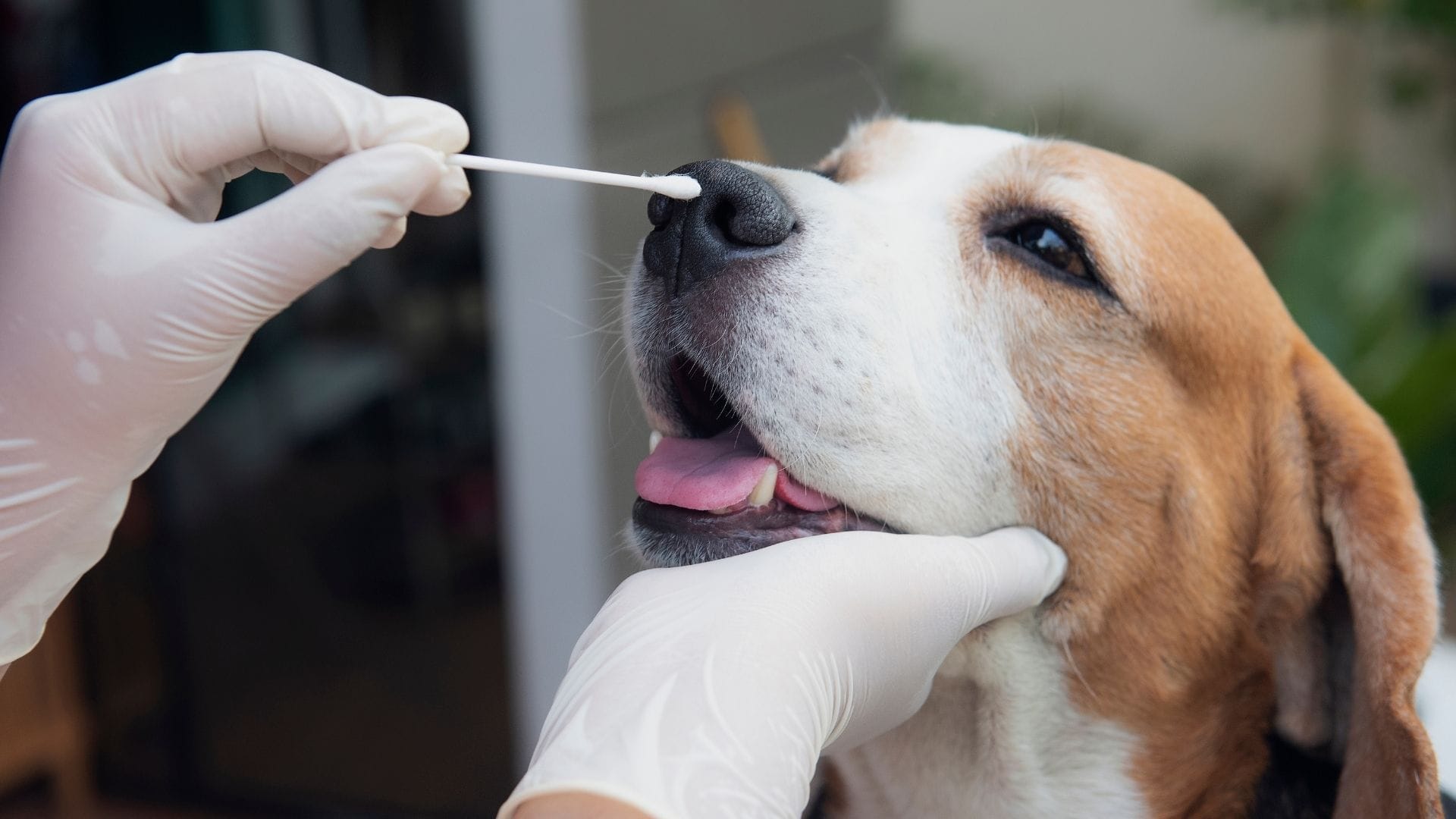 A person wearing white medical gloves using a cotton swab to take a nasal sample from a beagle, who is sitting calmly with its mouth slightly open.