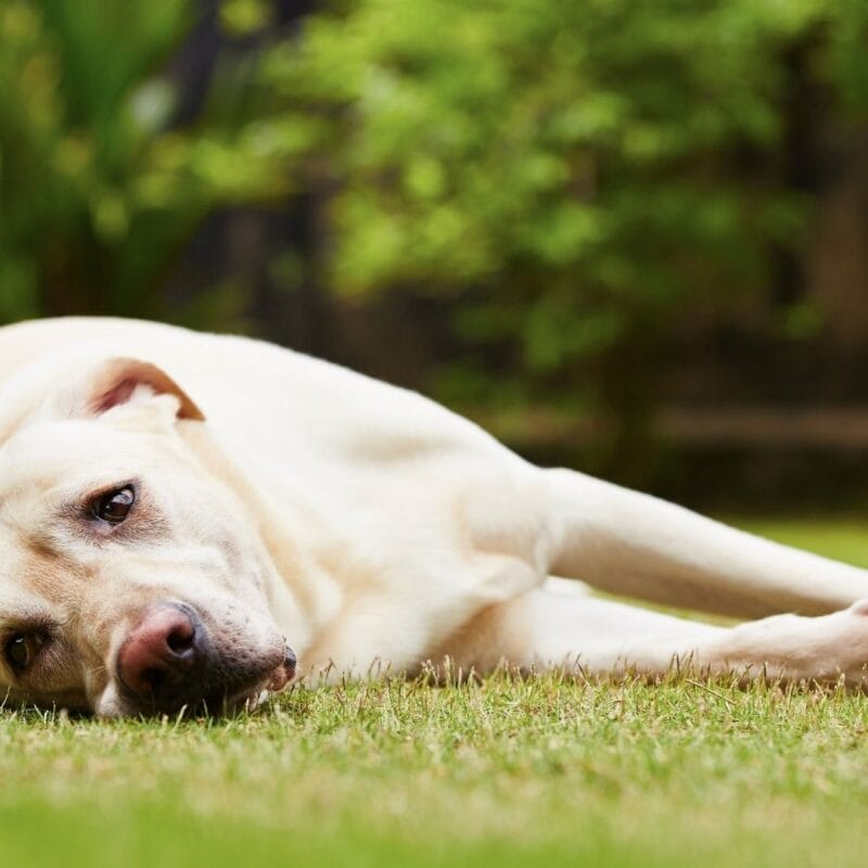 A light-colored dog lying on its side in the grass, looking toward the camera with a relaxed expression, surrounded by greenery in the background.